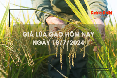 Giá lúa gạo hôm nay 18/7/2024: giá gạo tăng giảm trái chiều từ 100 - 150 đồng/kg 