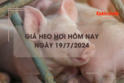 Giá heo hơi hôm nay 19/7/2024: miền Bắc giao dịch trong khoảng 65.000 - 67.000 đồng/kg