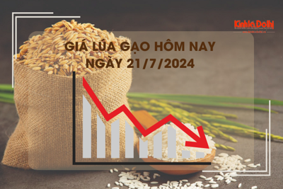 Giá lúa gạo hôm nay 21/7/2024: giá gạo tại chợ lẻ giảm mạnh 