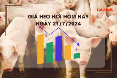 Giá heo hơi hôm nay 21/7/2027: cao nhất 66.000 đồng/kg