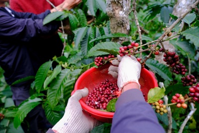Giá cà phê hôm nay 21/7: giảm sau 2 tuần tăng, trong nước mất 2.000 đồng/kg