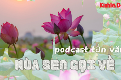 Podcast Tản văn: Mùa sen