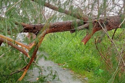 Bạc Liêu: cây lại ngã đè trúng người đi đường gây trọng thương