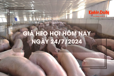 Giá heo hơi hôm nay 24/7/2024: miền Nam tăng nhẹ 1.000 đồng/kg