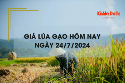 Giá lúa gạo hôm nay 24/7/2024: giá gạo xuất khẩu giảm mạnh 