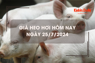 Giá heo hơi hôm nay 25/7/2024: tiếp tục tăng nhẹ 1.000 đồng/kg