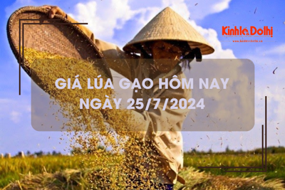 Giá lúa gạo hôm nay 25/7/2024: giá lúa tăng nhẹ 