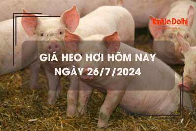 Giá heo hơi hôm nay 26/7/2024: miền Nam giảm nhẹ 1.000 đồng/kg