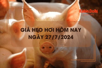 Giá heo hơi hôm nay 27/7/2024: neo cao ở mức 66.000 đồng/kg