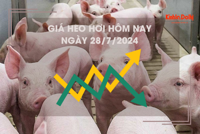 Giá heo hơi hôm nay 28/7/2024: dao động trong khoảng 62.000 - 66.000 đồng/kg