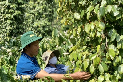 Giá tiêu hôm nay 28/7: tăng 5.000/đồng/kg trong tuần, chờ đợi 2 sự kiện tuần tới