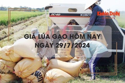 Giá lúa gạo hôm nay 29/7/2024: giá gạo tăng nhẹ