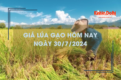 Giá lúa gạo hôm nay 30/7/2024: giá gạo giảm mạnh 550 - 600 đồng/kg