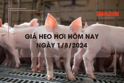 Giá heo hơi hôm nay 1/8/2024: tăng nhẹ 1.000 đồng/kg