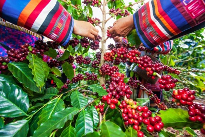 Giá cà phê hôm nay 2/8: Robusta vẫn lao dốc, xuất khẩu cà phê giảm sâu