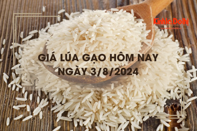 Giá lúa gạo hôm nay 3/8/2024: giá gạo giảm nhẹ 