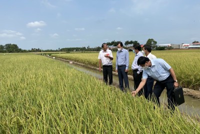 Sản xuất nông nghiệp hữu cơ, hướng đi bền vững