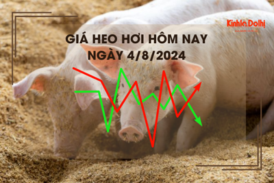 Giá heo hơi hôm nay 4/8/2024: cao nhất 66.000 đồng/kg