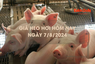 Giá heo hơi hôm nay 7/8/2024: cao nhất 66.000 đồng/kg