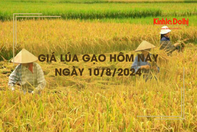 Giá lúa gạo hôm nay 10/8/2024: đồng loạt tăng nhẹ