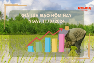 Giá lúa gạo hôm nay 11/8/2024: giá lúa neo ở mức cao 