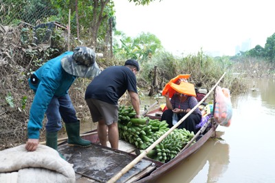 Hà Nội: Nông dân bãi giữa sông Hồng bơi thuyền chở nông sản đi tiêu thụ