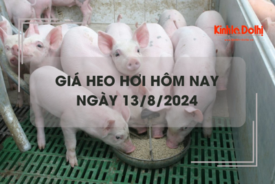 Giá heo hơi hôm nay 13/8: Đồng Tháp giảm nhẹ 1.000 đồng/kg