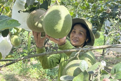 Trái cây VietGAP- hướng đi nhiều triển vọng