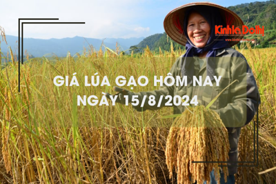 Giá lúa gạo hôm nay 15/8: giá lúa tiếp đà tăng cao 