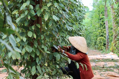 Giá tiêu hôm nay 15/8: tăng 2 ngày liên tiếp, chinh phục mốc 140.000 đồng/kg