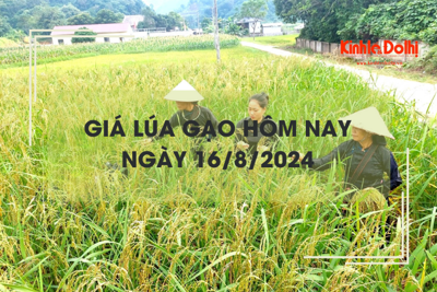 Giá lúa gạo hôm nay 16/8: giá lúa tăng từ 50 - 900 đồng