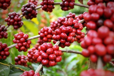 Giá cà phê hôm nay 16/8: Robusta lại tăng tiếp cả trăm USD một tấn