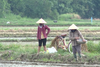 Nông dân mệt mỏi chờ sổ đỏ sau dồn điền đổi thửa