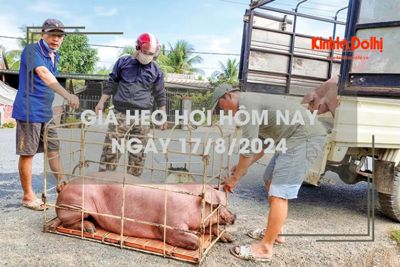 Giá heo hơi hôm nay 17/8: dao động từ 61.000 - 66.000 đồng/kg 