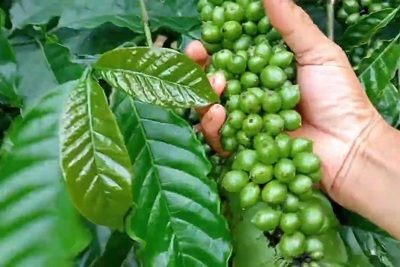 Giá cà phê hôm nay 18/8: Robusta có tuần rực rỡ, tăng 339 USD/tấn