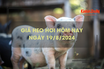 Giá heo hơi hôm nay 19/8: lặng sóng ngày đầu tuần