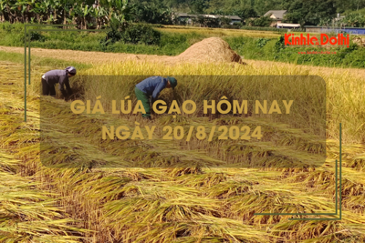 Giá lúa gạo hôm nay 20/8: giá gạo giảm 50 - 100 đồng/kg