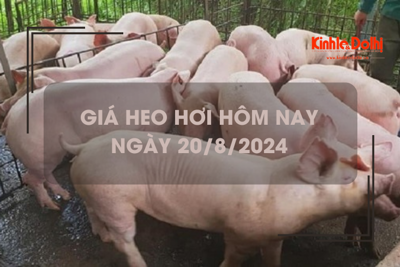 Giá heo hơi hôm nay 20/8: giảm nhẹ 1.000 đồng/kg tại miền Nam