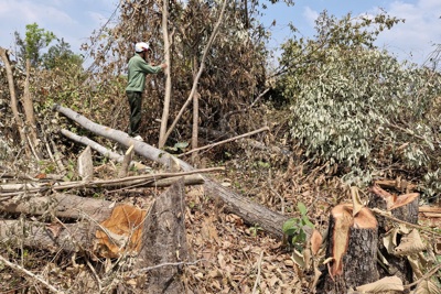 Gia Lai: 9.992,77ha rừng bị phá, Thanh tra Chính phủ yêu cầu khôi phục điều tra