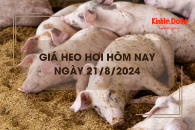 Giá heo hơi hôm nay 21/8: miền Bắc giảm nhẹ 1.000 đồng/kg