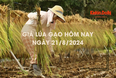 Giá lúa gạo hôm nay 21/8: tăng giảm trái chiều