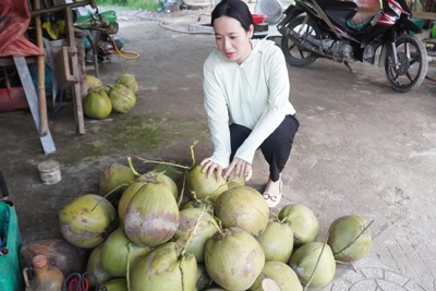 Trà Vinh: trồng dừa sáp  mỗi năm lãi trên 300 triệu đồng