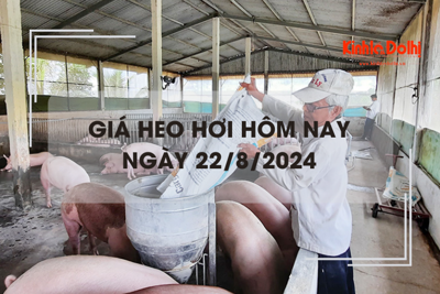 Giá heo hơi hôm nay 22/8: tăng 1.000 - 2.000 đồng/kg trên cả 3 miền