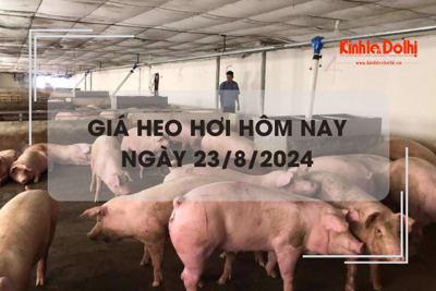 Giá heo hơi hôm nay 23/8: miền Bắc và miền Trung tăng nhẹ