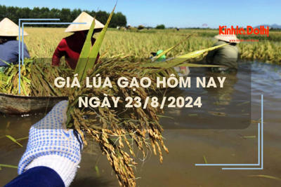 Giá lúa gạo hôm nay 23/8: tăng giảm trái chiều