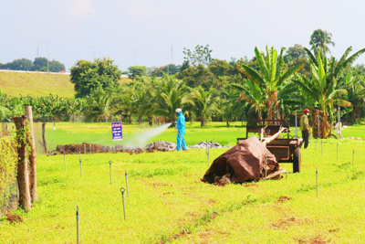 Đắk Lắk: xuất hiện ổ dịch tả lợn châu Phi tại thành phố Buôn Ma Thuột