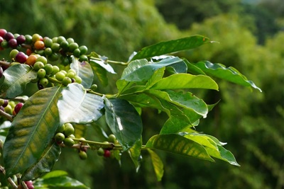 Giá cà phê hôm nay 24/8: Robusta tiếp tục lập kỷ lục, tạo đỉnh mới