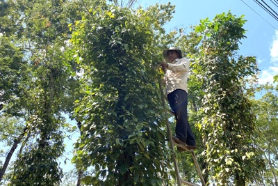 Giá tiêu hôm nay 24/8: các nước Đông Nam Á tăng, Trung Quốc-Ấn Độ giảm