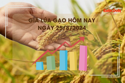 Giá lúa gạo hôm nay 25/8: giá gạo giảm, giá lúa tăng