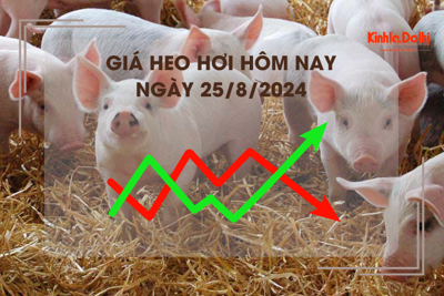 Giá heo hơi hôm nay 25/8: cao nhất 66.000 đồng/kg